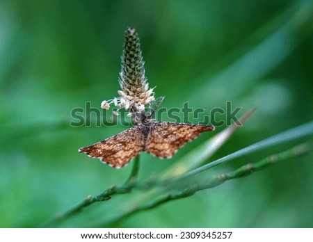 beautiful brown butterfly sitting on plantago plant, pictured in macedonia.