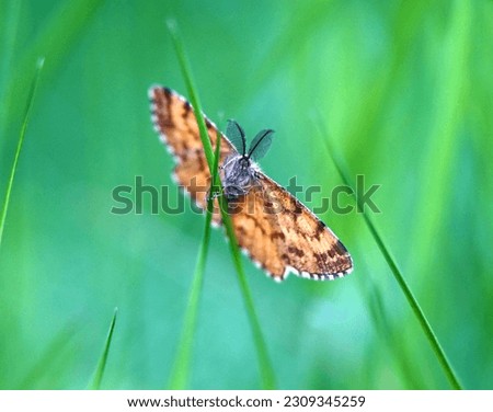beautiful brown butterfly sitting on the grass blade, pictured in macedonia.