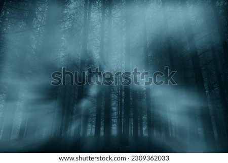 Spooky foggy forest at night or dusk with light rays