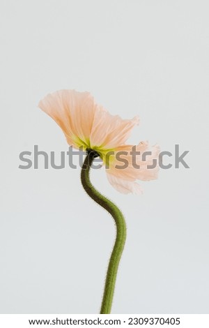 Delicate peach pink poppy flower stem and bud on white background. Aesthetic close up view floral composition