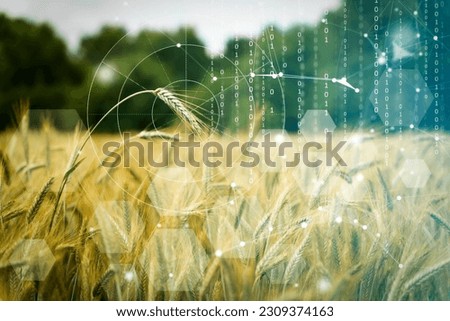 Agricultural technologies on the farm. Wheat field with holographic data and technology. Agricultural development, cultivation modernization concept. Royalty-Free Stock Photo #2309374163