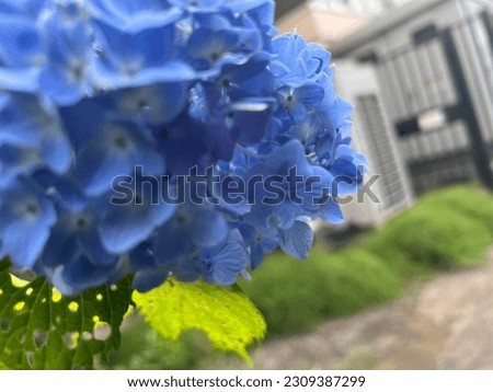 A picture of "hydrangea", a flower that blooms from spring to summer in Japan. Blue and purple are expressed beautifully.