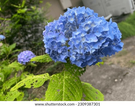 A picture of "hydrangea", a flower that blooms from spring to summer in Japan. Blue and purple are expressed beautifully.