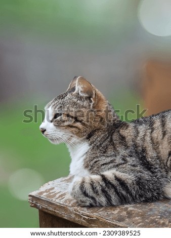 mother tabby cat stock photo