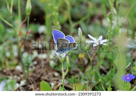 Common Blue butterfly  (Polyommatus icarus) Royalty-Free Stock Photo #2309391273