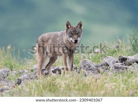 Wolf watching at the photographer