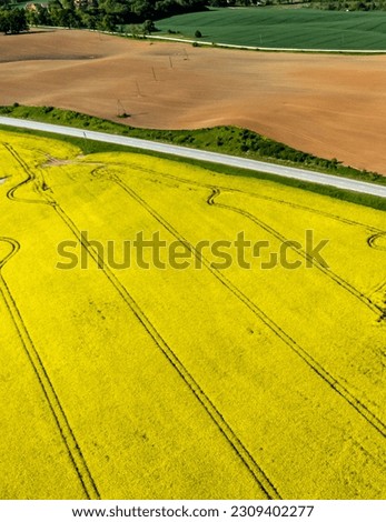 Aerial view of a rapeseed field. Growing rapeseed, cola, canola, rape  on an industrial scale