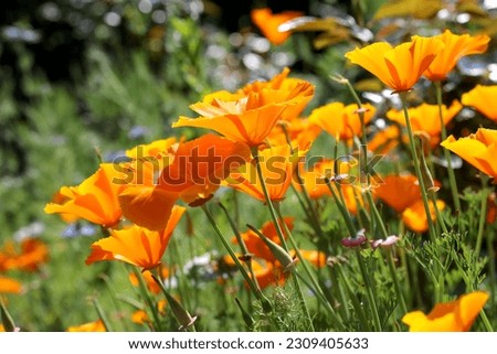 Beautiful luminosity of the Californian poppy Royalty-Free Stock Photo #2309405633
