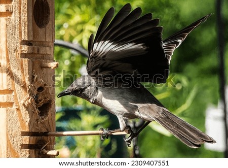 A Northern Mockingbird in the garden                               