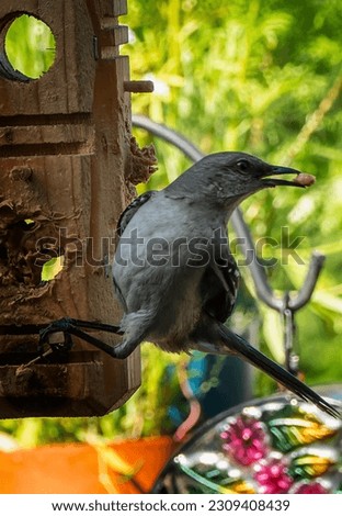 A Northern Mockingbird in the garden                               