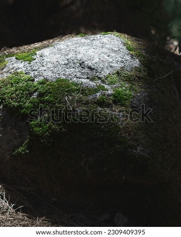 rock with moss in beam of light