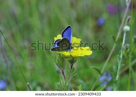 Green-Underside Blue butterfly (Glaucopsyche alexis)