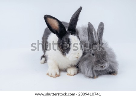 Easter, gray rabbits and young black and white striped rabbits standing and playing, on a white background.
