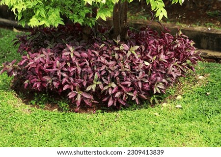 Beautiful ruby leaf plants growing fertilely as ground cover beside green grass field, shone by morning sunlight Royalty-Free Stock Photo #2309413839