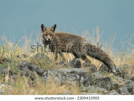 A fox watching at the phorographer