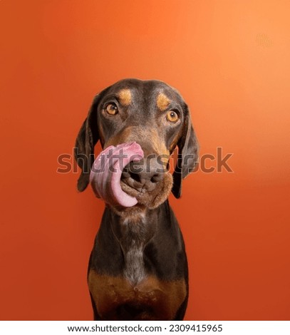 Portrait hungry and funny mixed-breed vizsla and doberman pincher licking it lips with tongue. Isolated on orange background Royalty-Free Stock Photo #2309415965