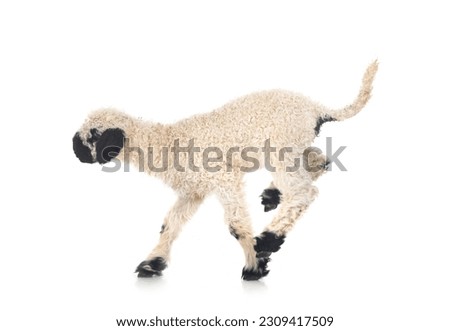 lamb Valais Blacknose in front of white background Royalty-Free Stock Photo #2309417509