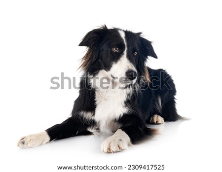 young border collie in front of white background