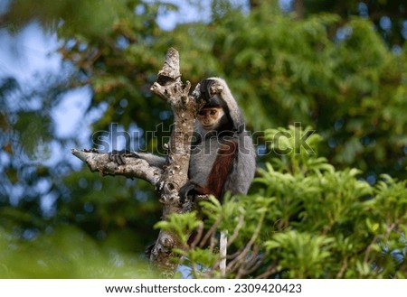 The brown-shanked douc langur is honored by the international wildlife protection organization as the "queen" of the resident primates deep in the forest by its extraordinary beauty. Royalty-Free Stock Photo #2309420423