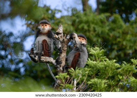 The brown-shanked douc langur is honored by the international wildlife protection organization as the "queen" of the resident primates deep in the forest by its extraordinary beauty. Royalty-Free Stock Photo #2309420425