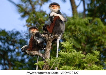 The brown-shanked douc langur is honored by the international wildlife protection organization as the "queen" of the resident primates deep in the forest by its extraordinary beauty. Royalty-Free Stock Photo #2309420427