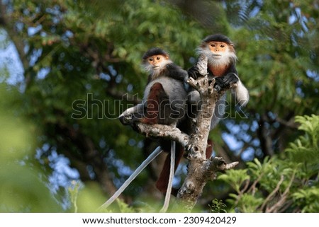 The brown-shanked douc langur is honored by the international wildlife protection organization as the "queen" of the resident primates deep in the forest by its extraordinary beauty. Royalty-Free Stock Photo #2309420429
