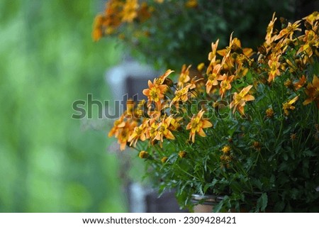 Small colorful orange flowers at home garden
