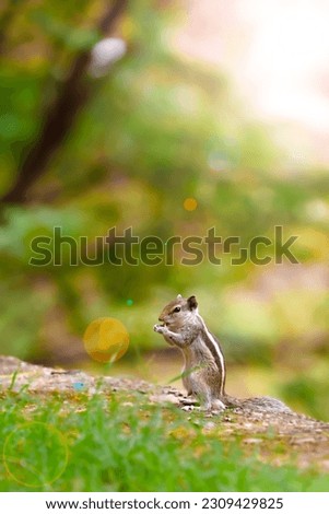 Cute squirrel eating with its tiny hands.