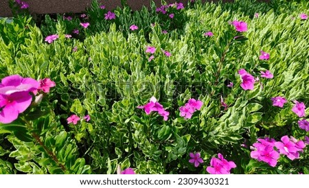 Pink flower background on green leaf, Cayenne Jasmine, Vinca, Euphorbia tithymaloides, Slipper flower, Zigzag plant,