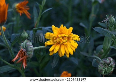 Orange  african daisies in bloom seen up close