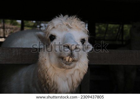 funny alpaca face in the barn