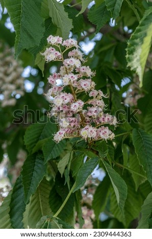 Flowering horse chestnut (Aesculus hippocastanum), spring nature background