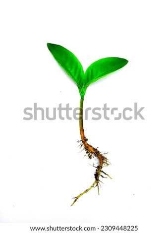 Young green plant with root isolated on white background.