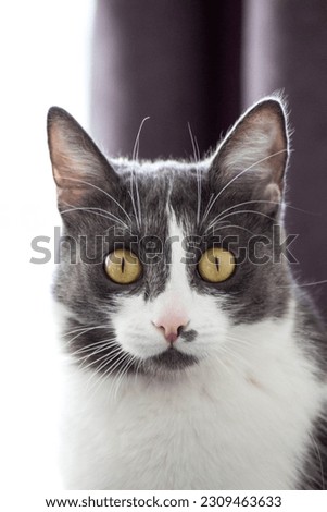 grey Cat face close up portrait