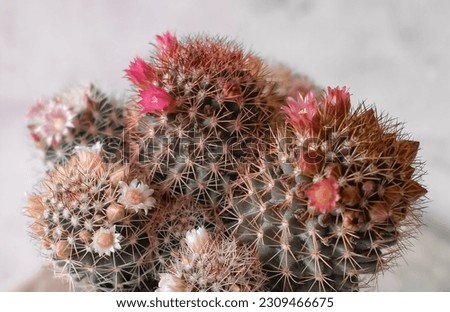 Blooming exotic cactus stock photo