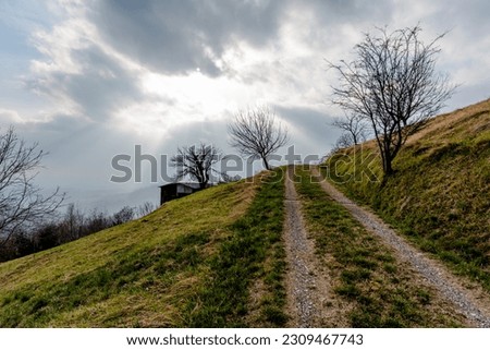 country road with solitary tree and fences on the sides of the road agricultural fields delimit the view of the alps in Vallonara Vicenza Veneto Italy Royalty-Free Stock Photo #2309467743