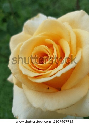 Yellow rose in green leaves (macro, top view, vertical photo).