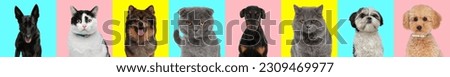 horizontal collage of picture with different types of dogs and cats in front of blue, pink and yellow background
