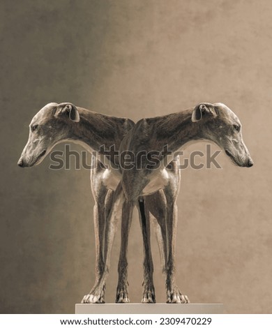 mirror picture of greyhound dog with long legs looking to side and standing on beige background