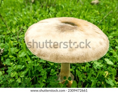A close up picture of wild mushroom