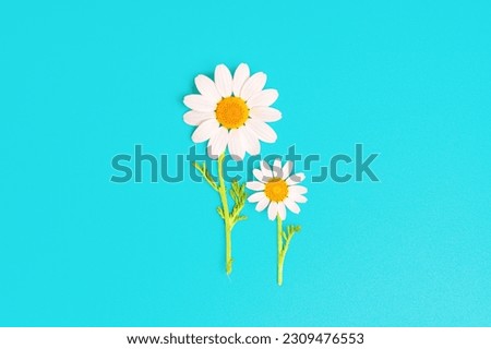 Two daisies isolated on a serene blue background. Calm and peace concept perfect for use in greeting cards, nature-inspired designs and floral-themed projects.
