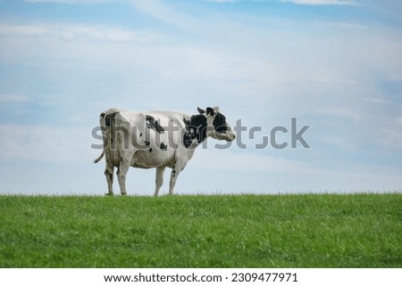 A single dairy cow on a hill with a blue sky and green grass.  It is a summer time picture of a black and white cow.  Maybe she is looking for the barn to get milked.  Milk, cow, dairy, farm, hostien