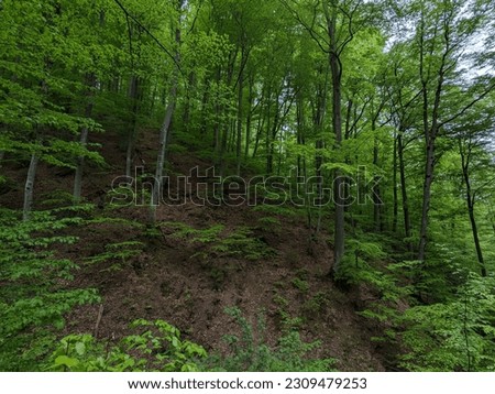 Forest in the Carpathians, spring forest, dense forest