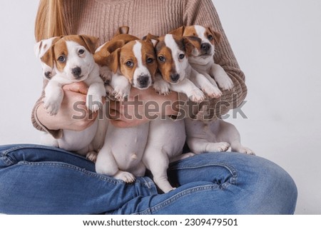 girl feeding puppies jack russell terrier, animal care