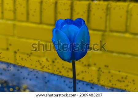 Blue Tulip on Yellow Background: Vibrant Floral Contrast