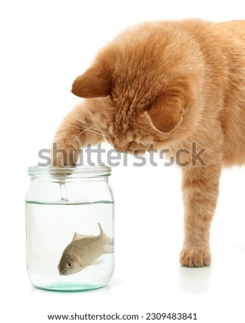 Red cat and fish in a jar isolated on a white background.