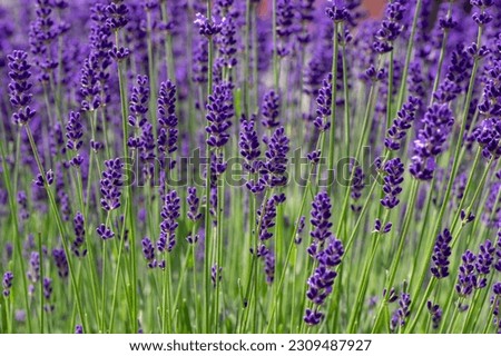 Lavandula angustifolia bunch of flowers in bloom, purple scented flowering bouquet of smelling beautiful plants Royalty-Free Stock Photo #2309487927