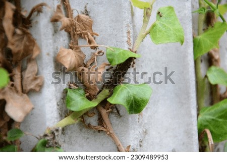 A fascinating macro shot captures a vibrant scene of nature's intricate details. A cluster of diligent ants, scurry along a path, navigating their way through emerald green ivy leaves.  Royalty-Free Stock Photo #2309489953