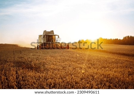 Modern industrial combine harvester harvests wheat cereals on a summer day. Grain harvester.  Rich harvest concept. Royalty-Free Stock Photo #2309490611