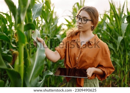 A farmer woman stands in a field and inspects a green corn plantation. Agricultural industry. Harvest care concept.